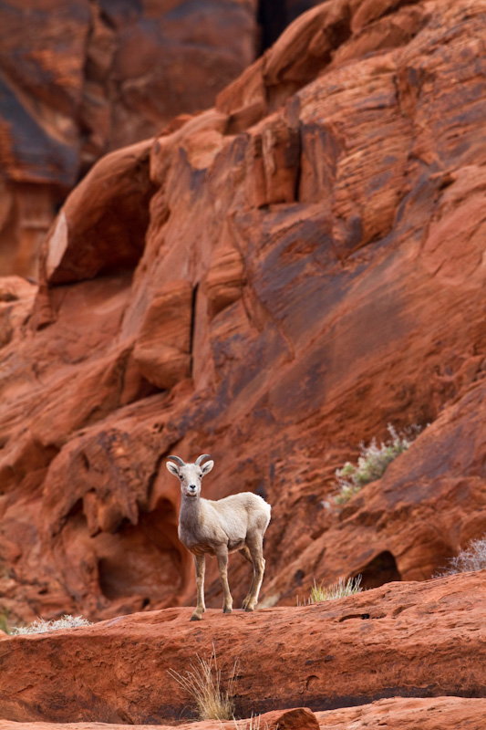 Bighorn On Slickrock